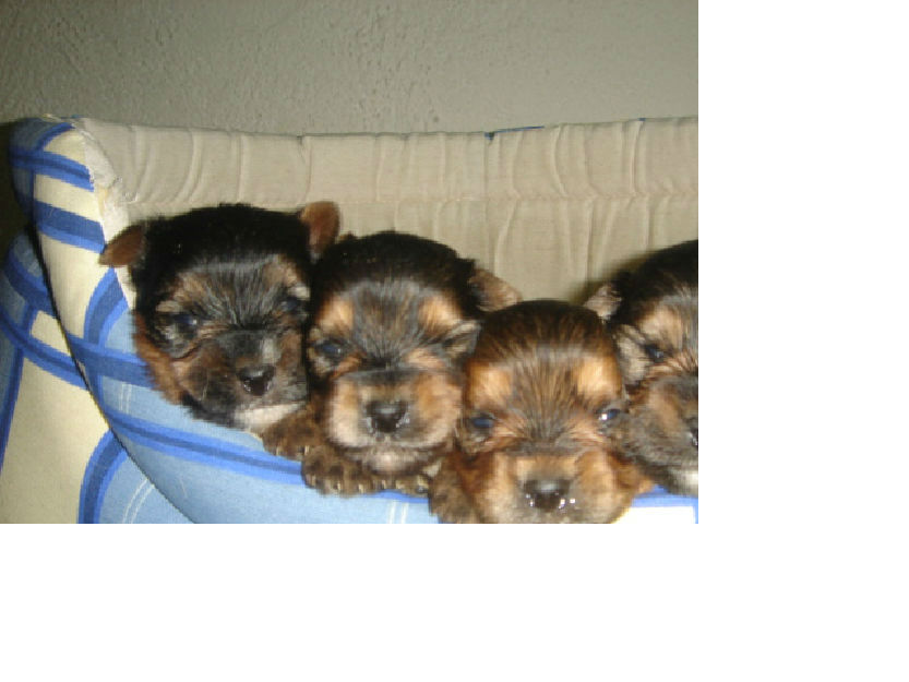 cachorritos de yorkshire terrier