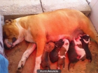 cachorros american staffordshire terrier - mejor precio | unprecio.es