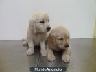 cachorros golden terrier - mejor precio | unprecio.es