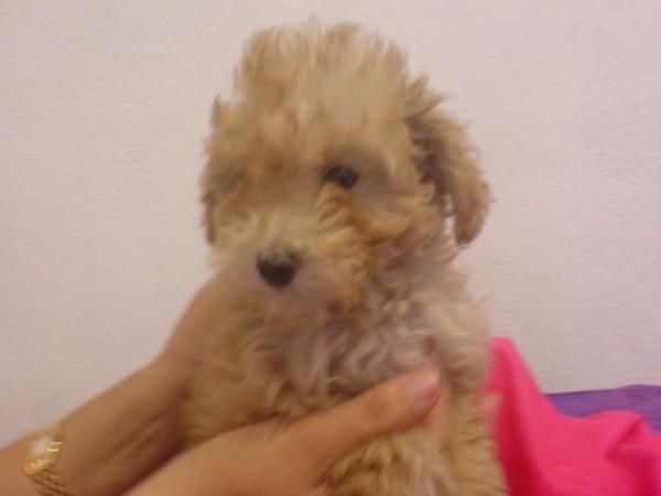 CANICHE TOY MINIATURA Y MEDIANO, perros, cachorros, criadero, venta.   Activo, deportista y alegre, este perro es un ext