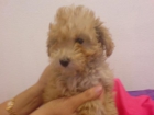 CANICHE TOY MINIATURA Y MEDIANO, perros, cachorros, criadero, venta.   Activo, deportista y alegre, este perro es un ext - mejor precio | unprecio.es
