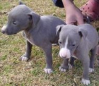 excelentes cachorros de galgo italiano para adopcion - mejor precio | unprecio.es