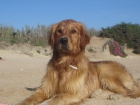 MACHO GOLDEN BUSCA NOVIA - mejor precio | unprecio.es