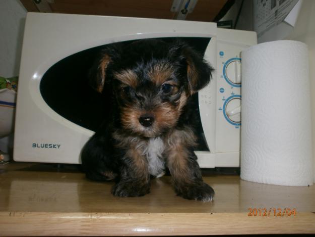 Preciosa camada de yorkshire terrier