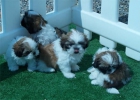Shih-tzu, adorables y cariñosos cachorros - mejor precio | unprecio.es