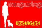 somos de MADRID y trabajamos con TODAS las RAZAS, llamar sin compromiso 675486474 - mejor precio | unprecio.es