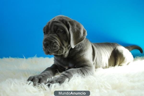 Ultima hembrita de Mastin Napolitano excelente calidad