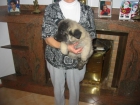 Akita-Inu,cachorros de calidad. - mejor precio | unprecio.es