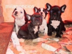 bulldog frances "leer facilidades" - mejor precio | unprecio.es