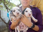cachorritos dalmatas espectaculares! - mejor precio | unprecio.es
