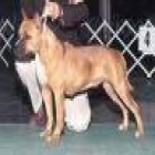 cachorros de american staffordshire terrier - mejor precio | unprecio.es