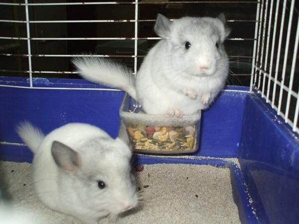 chinchilla blanco mosaico y gris estandar