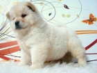 CHOW CHOW DE CALIDAD - mejor precio | unprecio.es