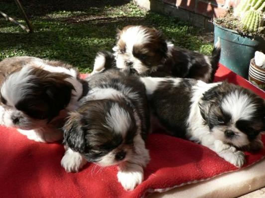 Lindo cachorros de shih tzu para adopcion