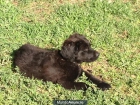 REGALO CACHORROS NAVARRA - mejor precio | unprecio.es