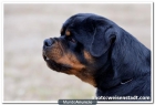 rottweiler camada de exposicion - mejor precio | unprecio.es