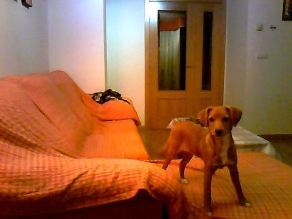 Se vende perro podenco