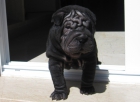 Shar pei excelente - solo quedan 2 machos negros - mejor precio | unprecio.es