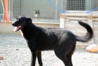 Adopta a Leia - mejor precio | unprecio.es