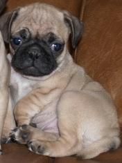 Cachorros de carlino, los vendo  abuen precio