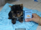 CACHORROS YORKSHIRE TERRIER TOY 400E Y COCKER INLGES 250E - mejor precio | unprecio.es