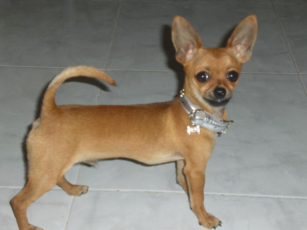 CHIHUAHUA PARA MONTA