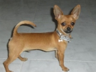 CHIHUAHUA PARA MONTA - mejor precio | unprecio.es
