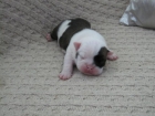 Excelente camada de bulldog inglés - mejor precio | unprecio.es
