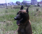 monta de malinois - mejor precio | unprecio.es
