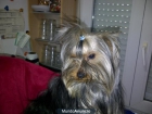 oportunidad de yorkshire terrier - mejor precio | unprecio.es