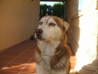 REGALO PRECIOSO HUSKY SIBERIAN - mejor precio | unprecio.es