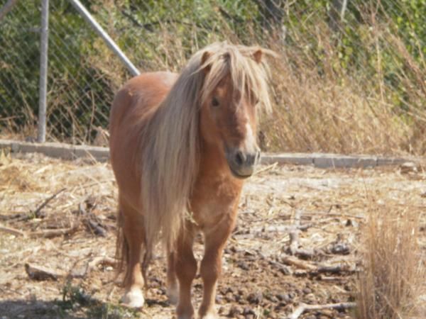 Se vende bonito pony con todos los accesorios: carro, amarres..