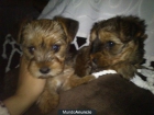 Se vende Yorkshire Terrier - mejor precio | unprecio.es
