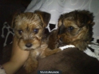 Se vende Yorkshire Terrier - mejor precio | unprecio.es