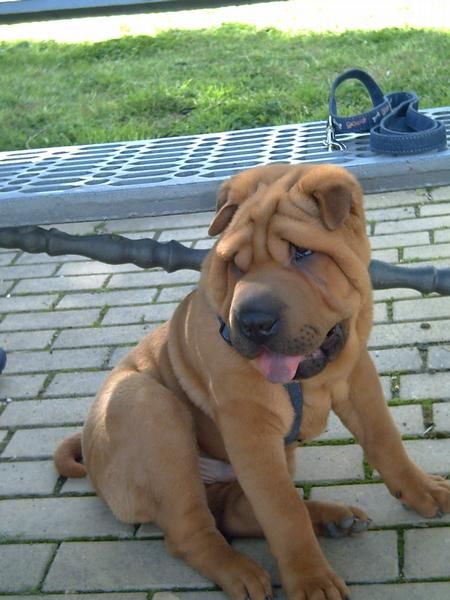 Shar pei  macho rojo con tres años busca novia-amante