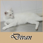 Divan, hermoso gato muy cariñoso busca un hogar. - mejor precio | unprecio.es