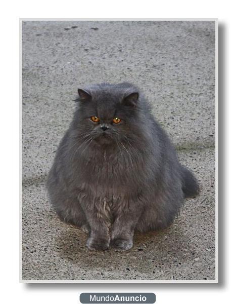 -PRECIOSO GATO PERSA AZUL-