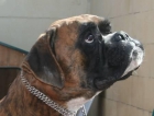 BOXER 2 AÑOS ABANDONADO BUSCA FAMILIA - mejor precio | unprecio.es