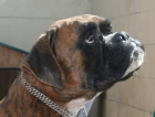 BOXER 2 AÑOS ABANDONADO BUSCA FAMILIA - mejor precio | unprecio.es