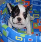 Bulldog Francés - mejor precio | unprecio.es