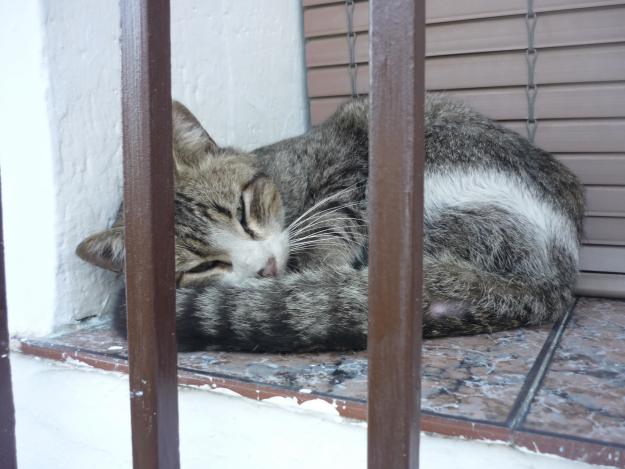 Cariñoso gatito en adopcion¡¡