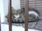 Cariñoso gatito en adopcion¡¡ - mejor precio | unprecio.es