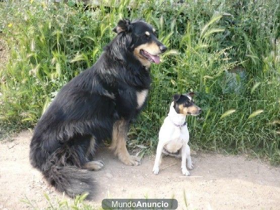 Cuido a tu mascota