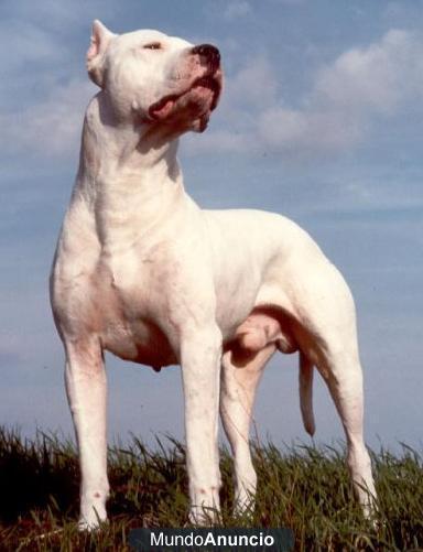 Excelente camada de pura raza de Dogo Argentino