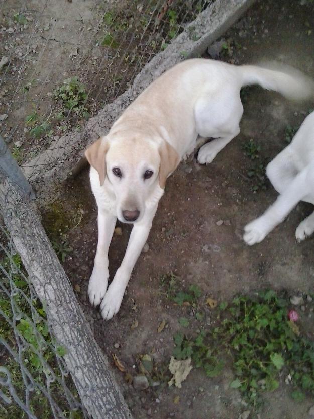 Perros labradores