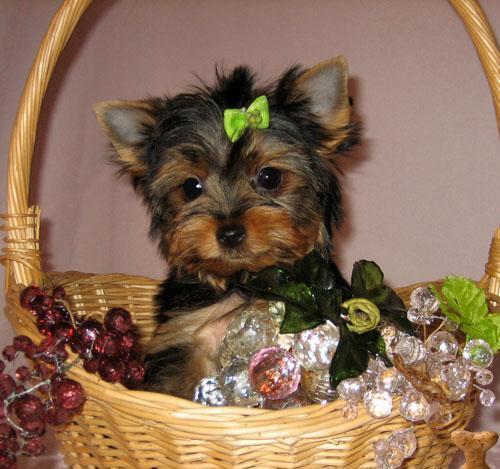 Preciosos cachorritos de Yorkshire Terrier