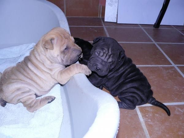 VENDO shar pei 250