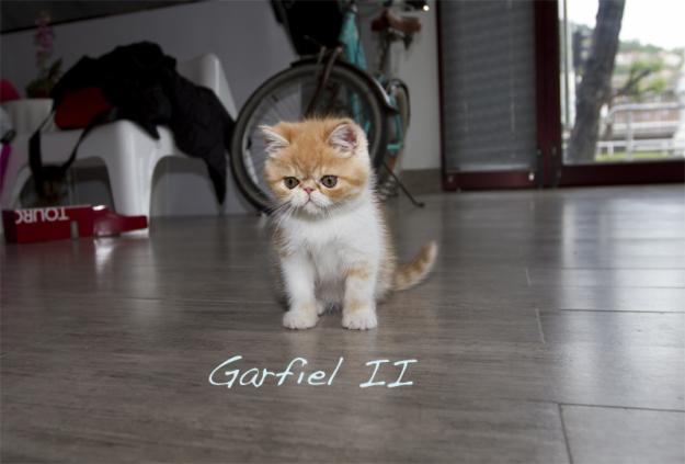 vendo venta este gato persa exotico Garfiel en San Sebastian Guipuzcoa bilbao navarra pamp