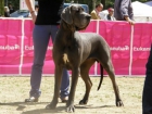 Venta cachorros dogo alemán azul (Gran danés) - mejor precio | unprecio.es