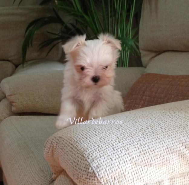 bichon maltes miniaturas